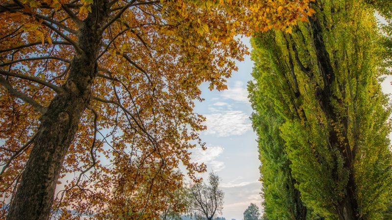 “Nuovo orario di apertura della Farmacia di Soave, in vigore dal 1 Novembre 2021- Orario Invernale- Fino al 31/05/22”